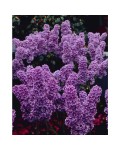 Syringa vulgaris Аndenken an Ludwig Späth полив